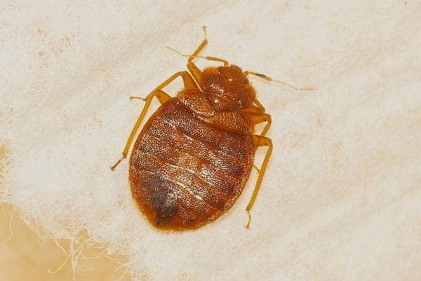 can bed bugs live on your body