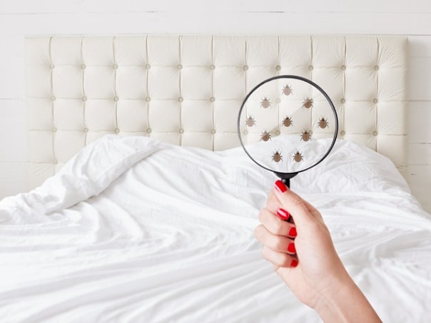 how to get rid of bed bugs Hero How to Get Rid of Bed Bugs in Mattress
