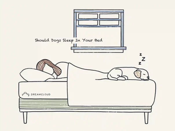 Should Your Dog Sleep In Your Bed
