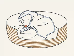 Illustration of Burrower -Dog Sleeping Positions