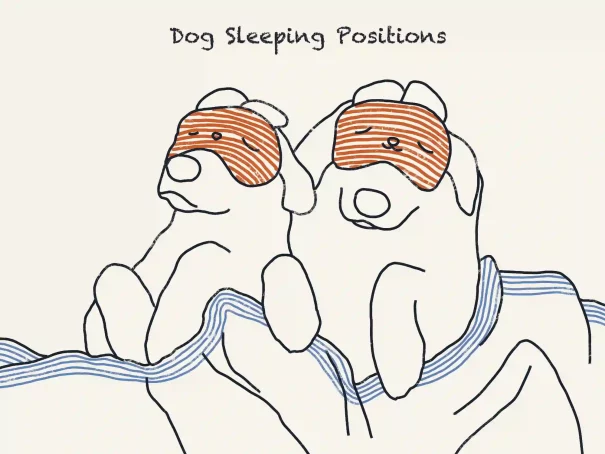 8 Adorable Dog Sleeping Positions And Their Meanings