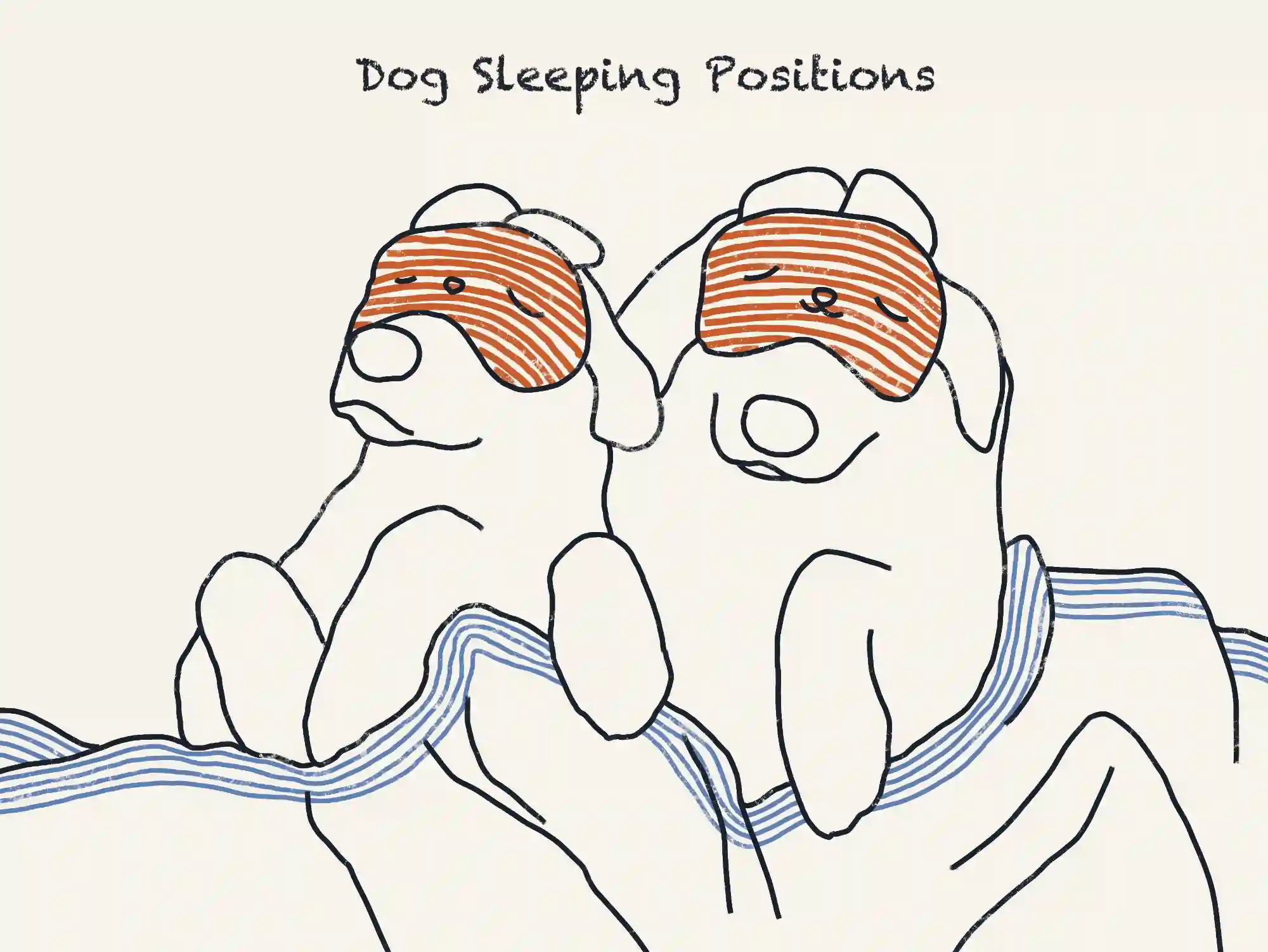 Illustration of Dog Sleeping Positions