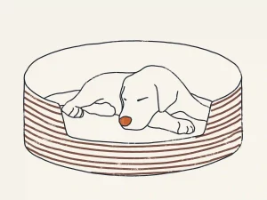 Illustration of lion pose-Dog Sleeping Positions