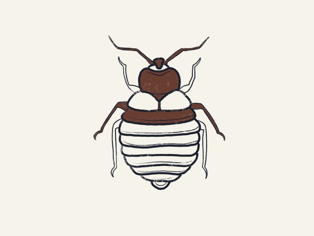 What Do Bed Bugs Look Like To The Human Eye DreamCloud
