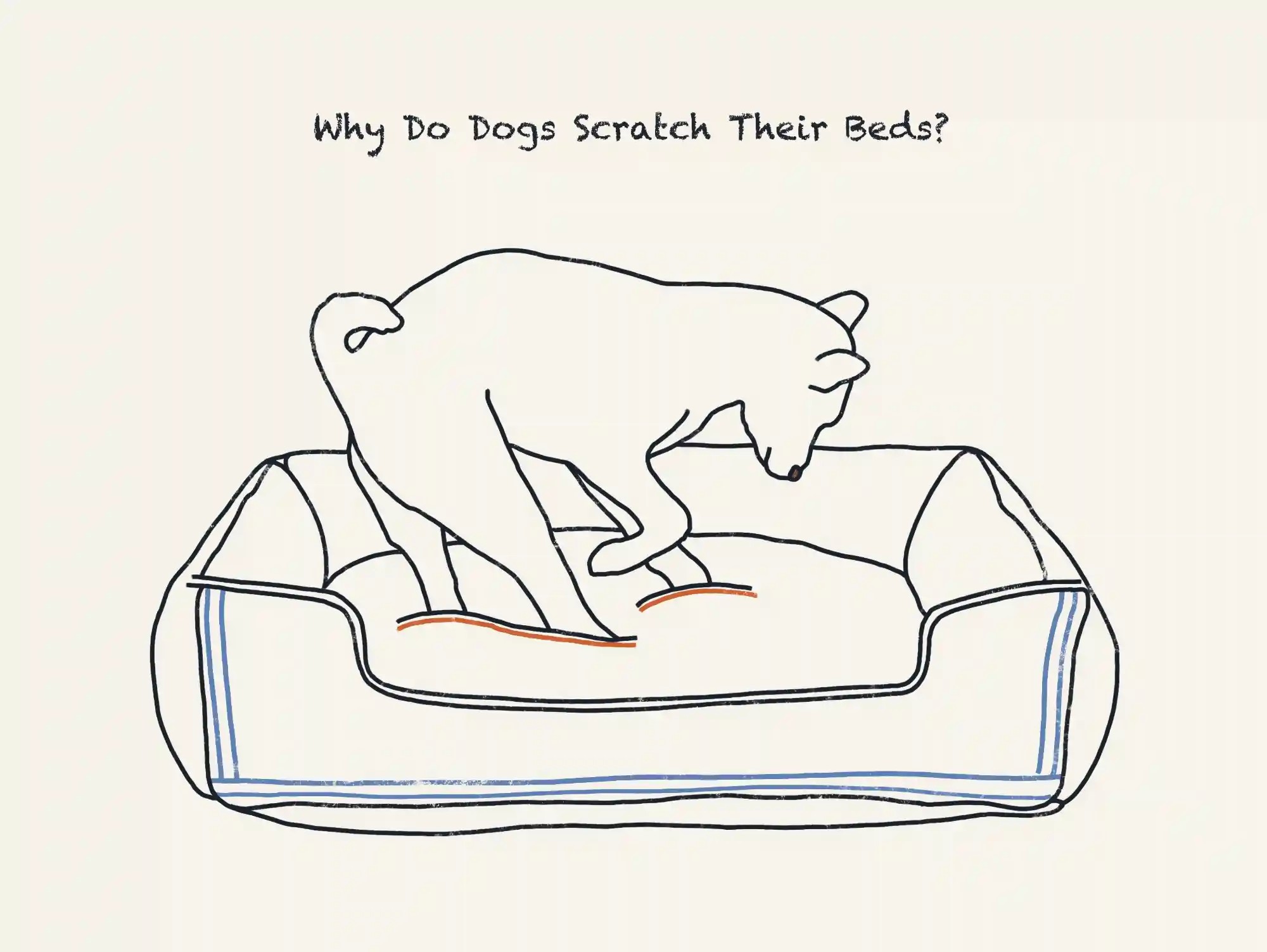 xxx why do dogs scratch their bed