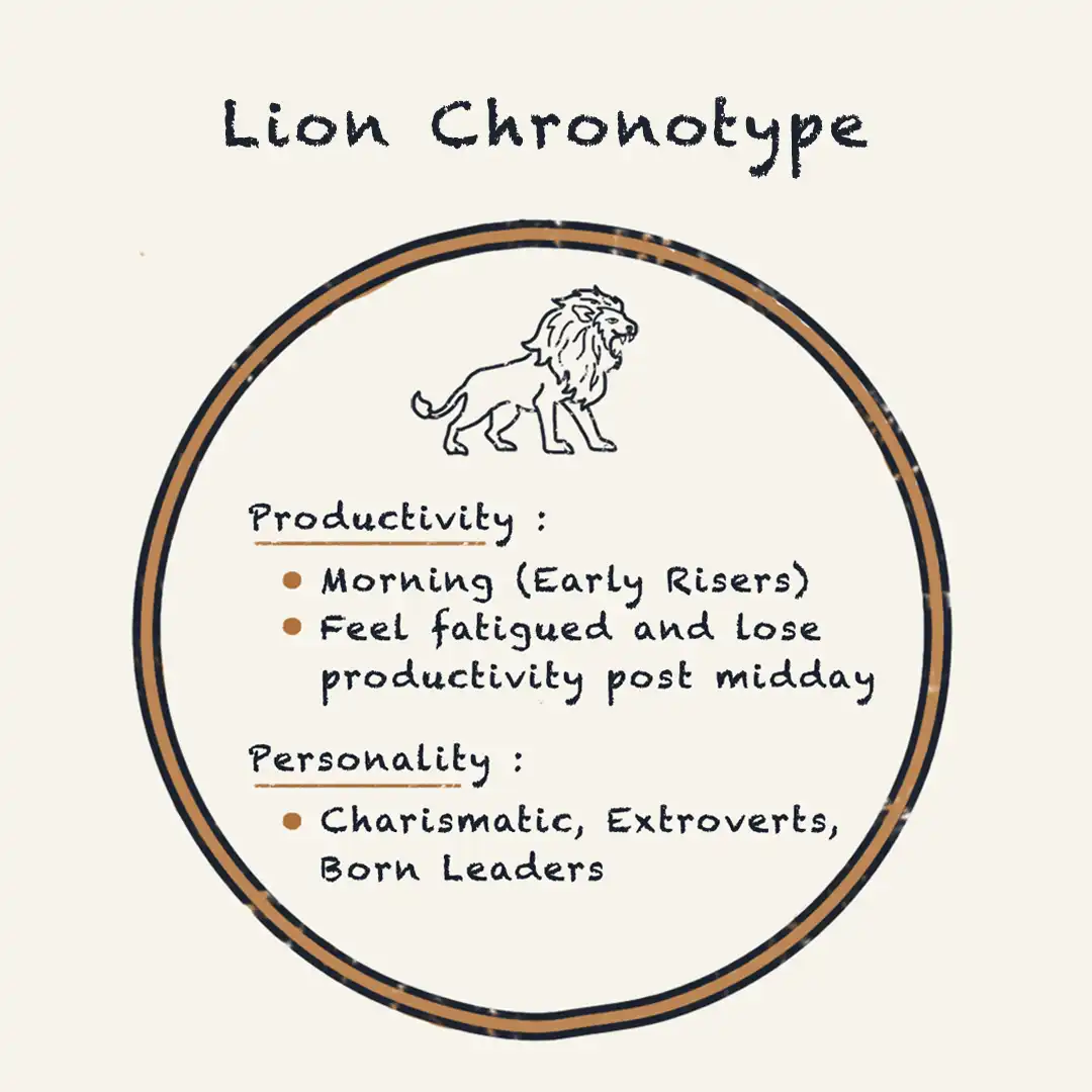 The Lion Chronotype's Ultimate Guide
